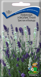 Лаванда узколистная Тристан и Изольда (10шт) Поиск